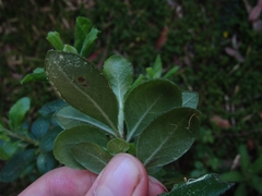 Escallonia myrtoidea