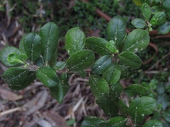 Escallonia myrtoidea