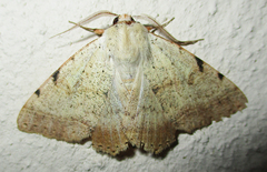 Hypopyra africana