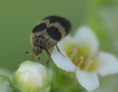 Attagenus fasciatus