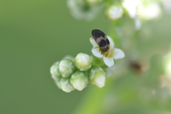 Attagenus fasciatus