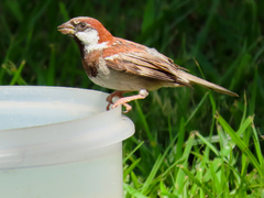 Passer domesticus