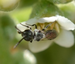 Lasioglossum impavidum