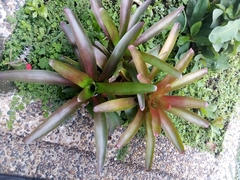 Neoregelia