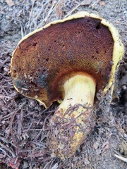 Buchwaldoboletus