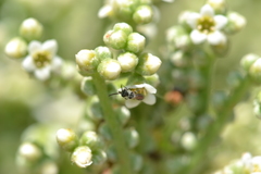 Lasioglossum impavidum