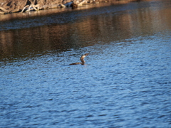Hypostomus commersoni