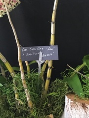 Dendrobium smillieae