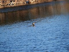 Hypostomus commersoni