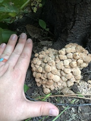 Desarmillaria caespitosa
