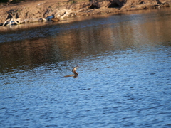 Hypostomus commersoni