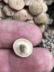 Desarmillaria caespitosa
