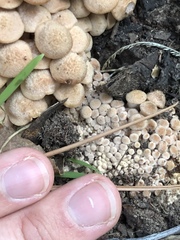 Desarmillaria caespitosa