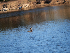 Hypostomus commersoni