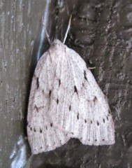 Philedia punctomacularia