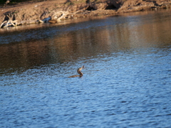 Hypostomus commersoni