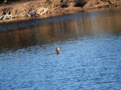 Hypostomus commersoni