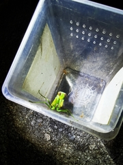 Hierodula latipennis