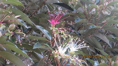 Capparis cynophallophora