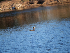 Hypostomus commersoni