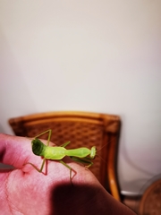 Hierodula latipennis