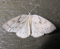 Philedia punctomacularia