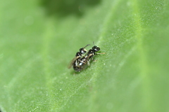 Ceratina dentipes