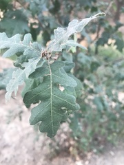 Quercus lobata