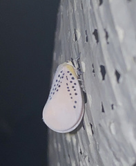 Poekilloptera phalaenoides