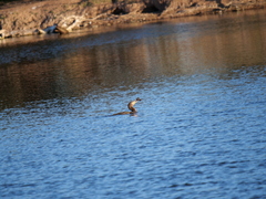 Hypostomus commersoni