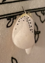Poekilloptera phalaenoides