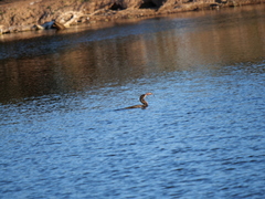 Hypostomus commersoni