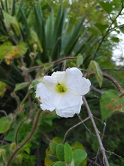 Ipomoea suaveolens