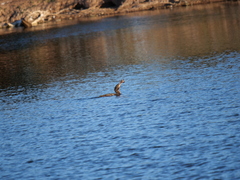 Hypostomus commersoni