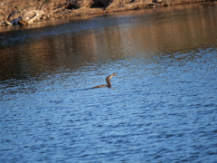 Hypostomus commersoni
