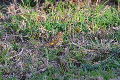 Euplectes capensis capensis