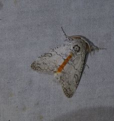 Calliteara farenoides