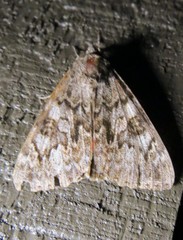 Catocala faustina