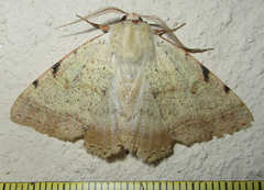 Hypopyra africana
