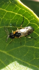 Sterictiphorinae
