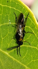 Sterictiphorinae