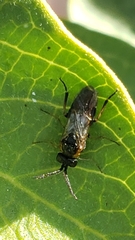 Sterictiphorinae