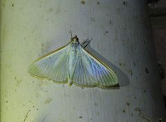 Stemorrhages amphitritalis