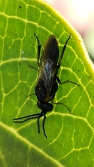 Sterictiphorinae