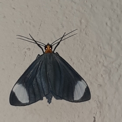 Crocypus perlucidaria