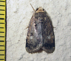 Athetis leuconephra