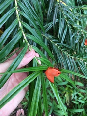 Freycinetia cumingiana