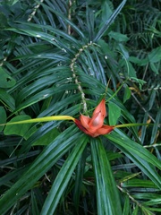 Freycinetia cumingiana