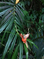 Freycinetia cumingiana