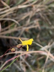 Utricularia juncea